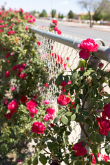 Red roses growing on chain link fence