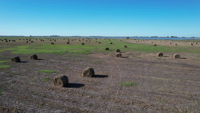 Video Landscape of the Argentine countryside with plantation and alfalfa rolls