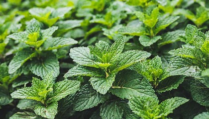 fresh greenery peppermint leaf background natural medicine herb