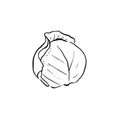 A line drawn sketch of a simple cabbage in black and white. Vectorised in a sketchy style for a variety of uses.