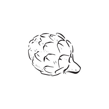 A line drawn sketch of a simple artichoke in black and white. Vectorised in a sketchy style for a variety of uses.
