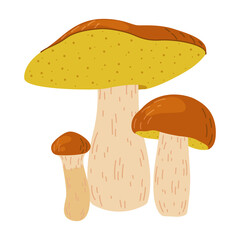 Suillus mushrooms. Edible fungus. Hand drawn trendy flat style isolated on white background. Autumn forest harvest, healthy organic food, vegetarian food. Vector illustration