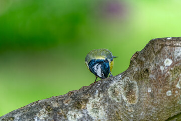 Great tit looking for meal worm on a tree trunk in High resolution 9504 x 6336 image with great clear beautiful bokeh background