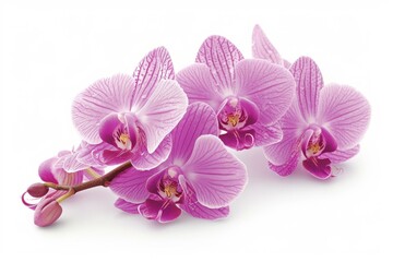 b'Light purple orchids on a white background'