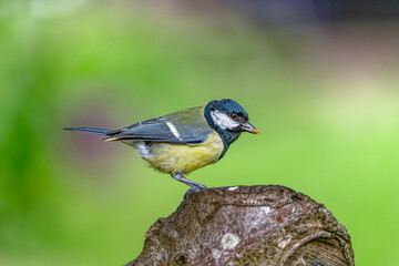 Great tit looking for meal worm on a tree trunk in High resolution 9504 x 6336 image with great clear beautiful bokeh background