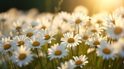 Obraz premium b'Field of daisies with the sun shining on them'