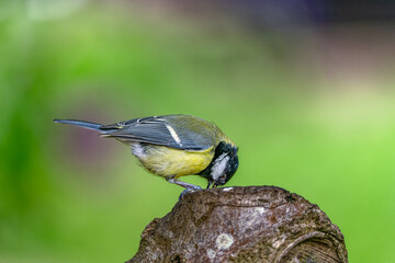 Great tit looking for meal worm on a tree trunk in High resolution 9504 x 6336 image with great clear beautiful bokeh background