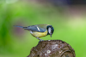Great tit looking for meal worm on a tree trunk in High resolution 9504 x 6336 image with great clear beautiful bokeh background - obrazy, fototapety, plakaty