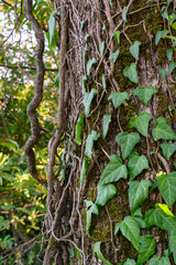 The trunk of an old tree entwined with ivy in a tropical forest
