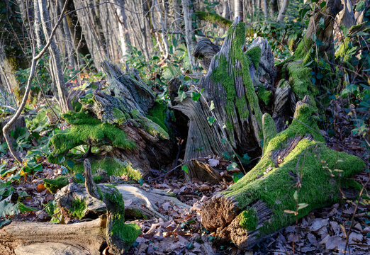 An old tree stump in a rainforest covered with moss