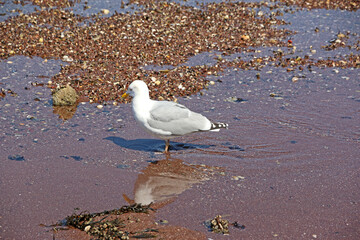 	
seagull on the beach	