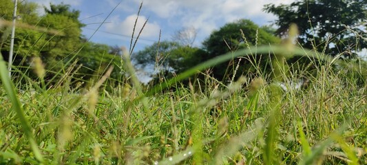 The image captures a serene scene of a grassy field under a clear blue sky.