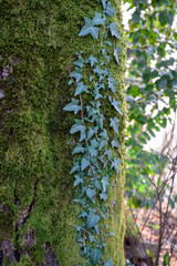 The trunk of an old tree covered with moss and entwined with ivy in a tropical forest