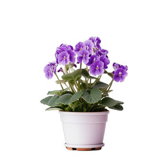 Naklejka na ściany i meble A potted plant with purple flowers on a clean white background