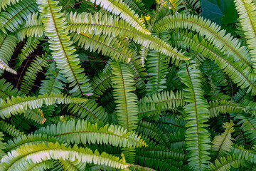 Abstract background of fresh ferns in garden. Beautiful ferns leaves green foliage natural floral fern background in sunlight. Pteridophyte or dryopteris fern. Common polypody (polypodium vulgare).