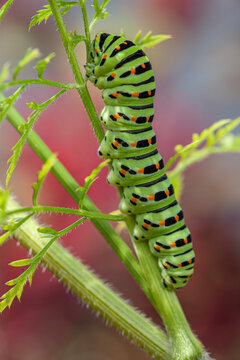 Schwalbenschwanzraupe (Papilio machaon)