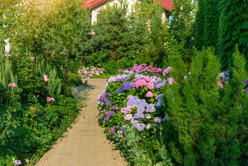 Blue, pink hydrangea flowers are blooming in summer in town garden heads in the sunlight. Beautiful garden with hydrangeas. Aesthetic path near the house.