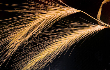 Espigas. Espigas de plantas silvestres que tienen la misma belleza que la de los cereales