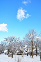 冬の上堰潟公園（新潟県）