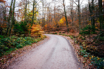 Plessenburg Chaussee in Ilsenburg im Harz bei Hebst