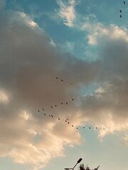 birds flying