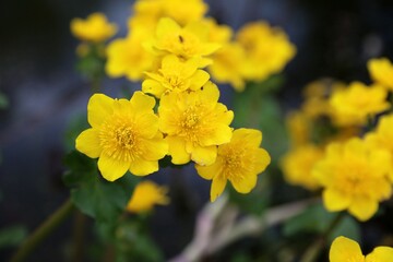 Macro image of Marsh Marigold flowers, Derbyshire England
