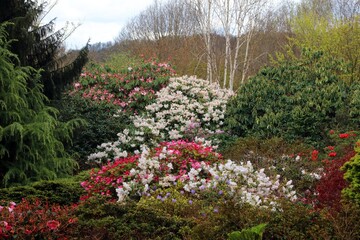 Obraz premium View of Rhododendrons and Azaleas, Derbyshire England 
