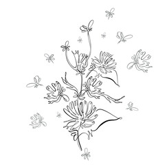 Hand drawn chicory flower. Continuous line on a transparent background.