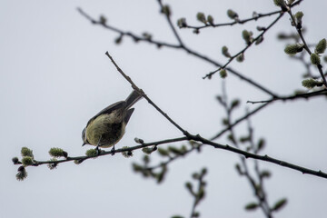 Blue tit Cyanistes Caeruleus perched on a branch of catkins