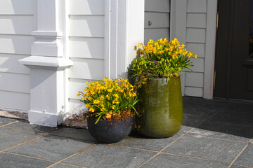 Daffodils in pots on the patio of a house in Norway - obrazy, fototapety, plakaty