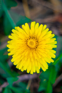 Yellow dandelion flower, Bitter chicory or radicheta, Taraxacum officinale, whose yellow flower is known as dandelion