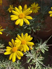 Margherite fiorite gialle