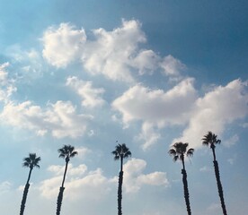 palm tree and blue sky