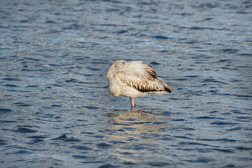 Pink Flamingo in the salt marshes of Sardinia Italy