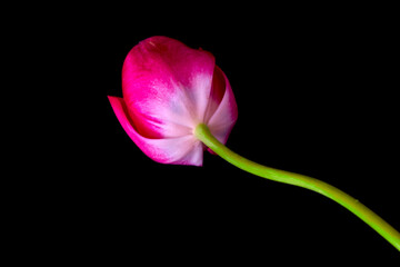 tulip flowers grow on a black background