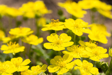 Caltha palustris. Yellow wildflowers close-up. Spring background. Selective focus.