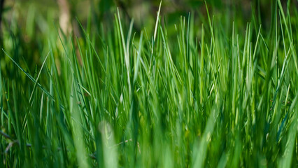Obraz premium grass in the forest at early morning 
