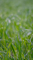 grass in the forest at early morning 