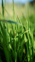 grass in the forest at early morning 