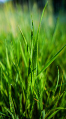 grass in the forest at early morning 
