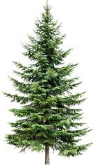 Fototapeta premium High green Fir tree, pine tree undecorated, isolated white background
