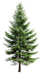 High green Fir tree, pine tree undecorated, isolated white background