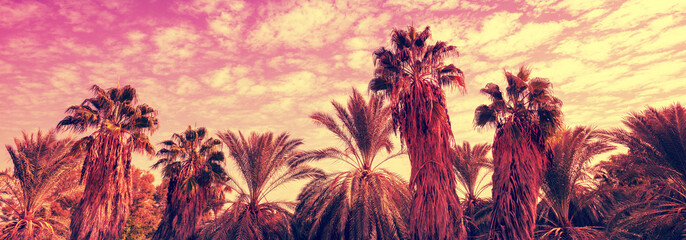 Tropical palm trees against the sunset sky. Oasis in the desert. Tropical evening landscape....
