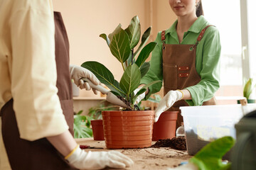 Side view closeup of two young women enjoying gardening indoors or working in flower shop