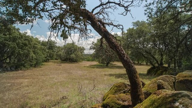 Beautiful timelapse of a sunny forest illuminating the tree trunks, time-lapse of lights and shadows in a magical forest of trees, the magic of lights and clouds with a tree in the foreground of a bea