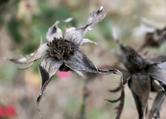 Spent rose blossom withering on the stem with bokeh