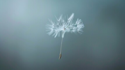Dreamy Dandelion Seed Floating - Soft Focus Macro Photography