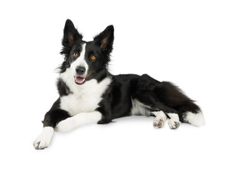 Isolated happy black and white border collie lying on side on white floor and looking up. Life with a dog. Isolated portrait of a black and white dog