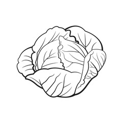 Cabbage, Black and White stylized, Vector Illustration