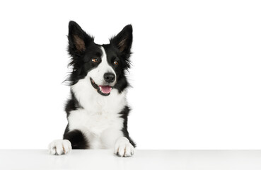 Portrait of a happy black and white border collie who put his paws on a white table and joyfully...